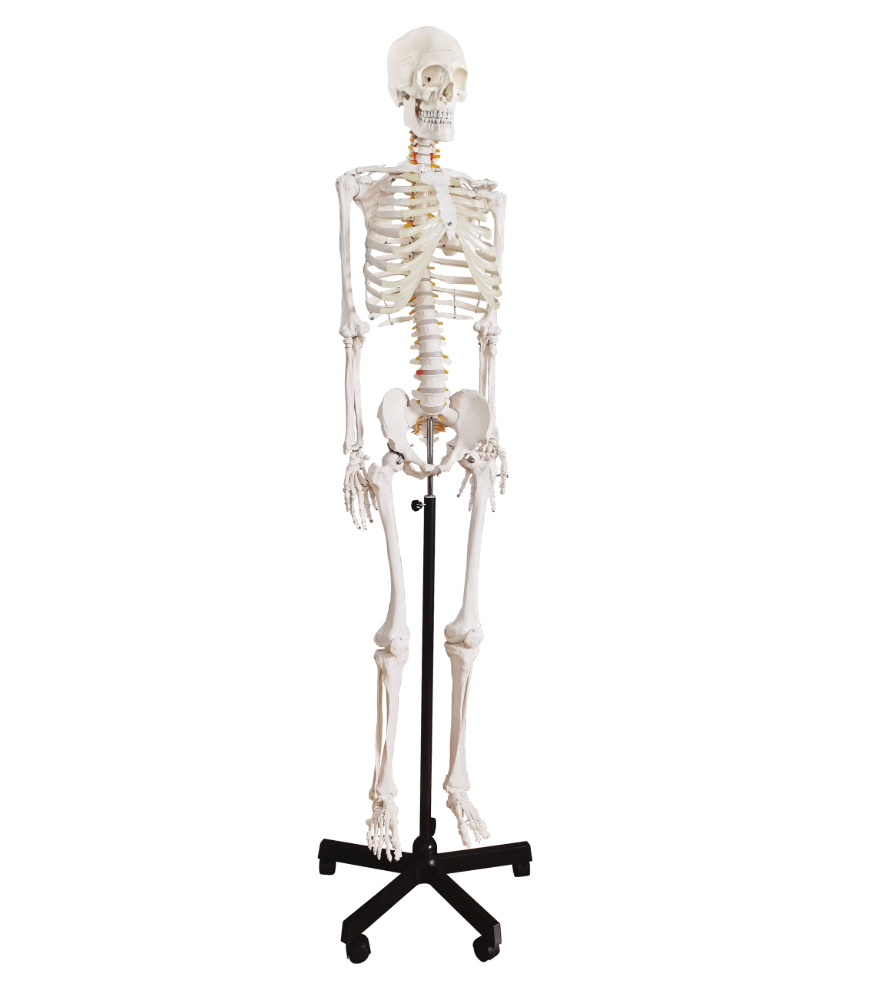 Anatomical models - Skeleton full body