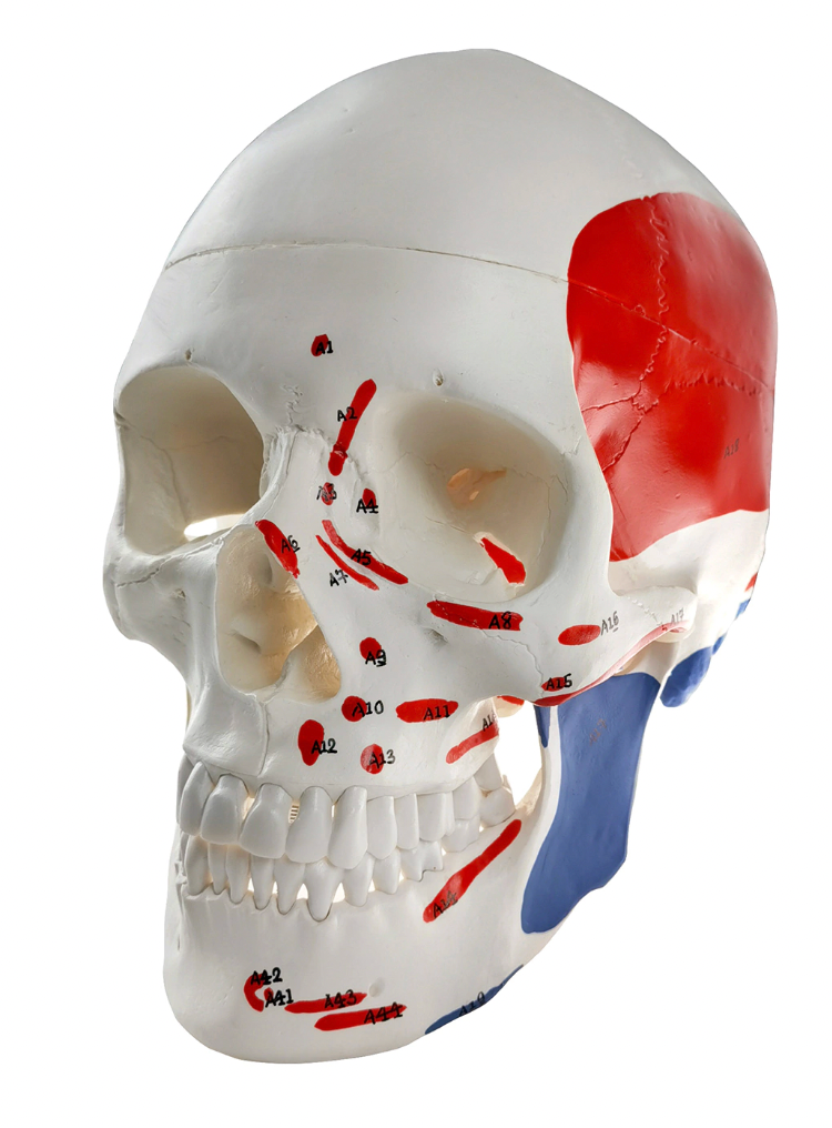 Anatomical model of a skull, in 3 parts, with muscle markings.