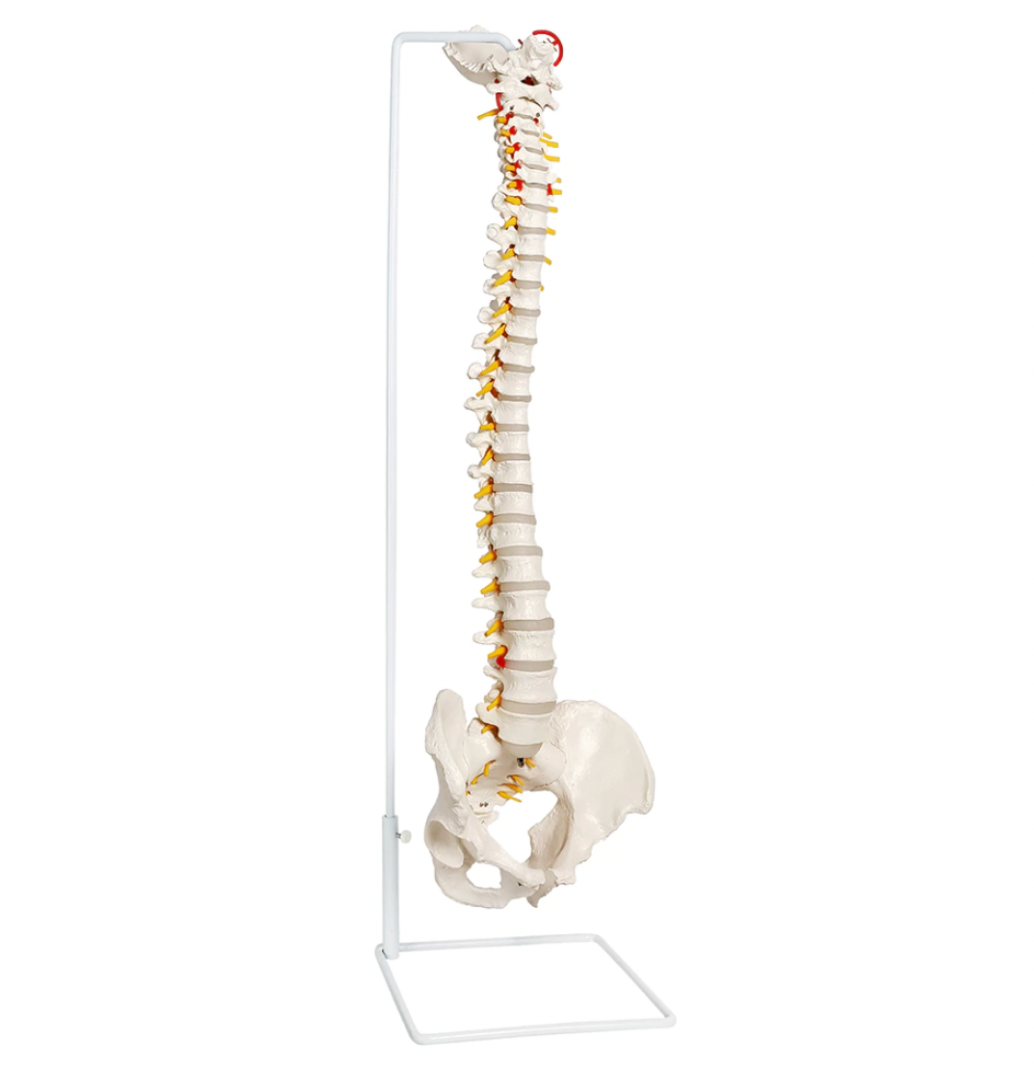 Flexible Anatomical Model of the Spine