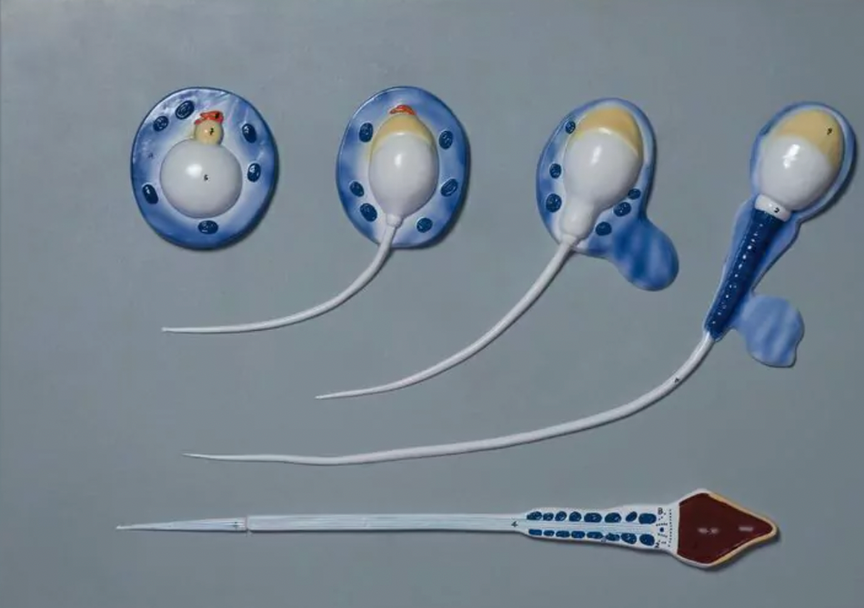 Anatomical Model of Spermatogenesis