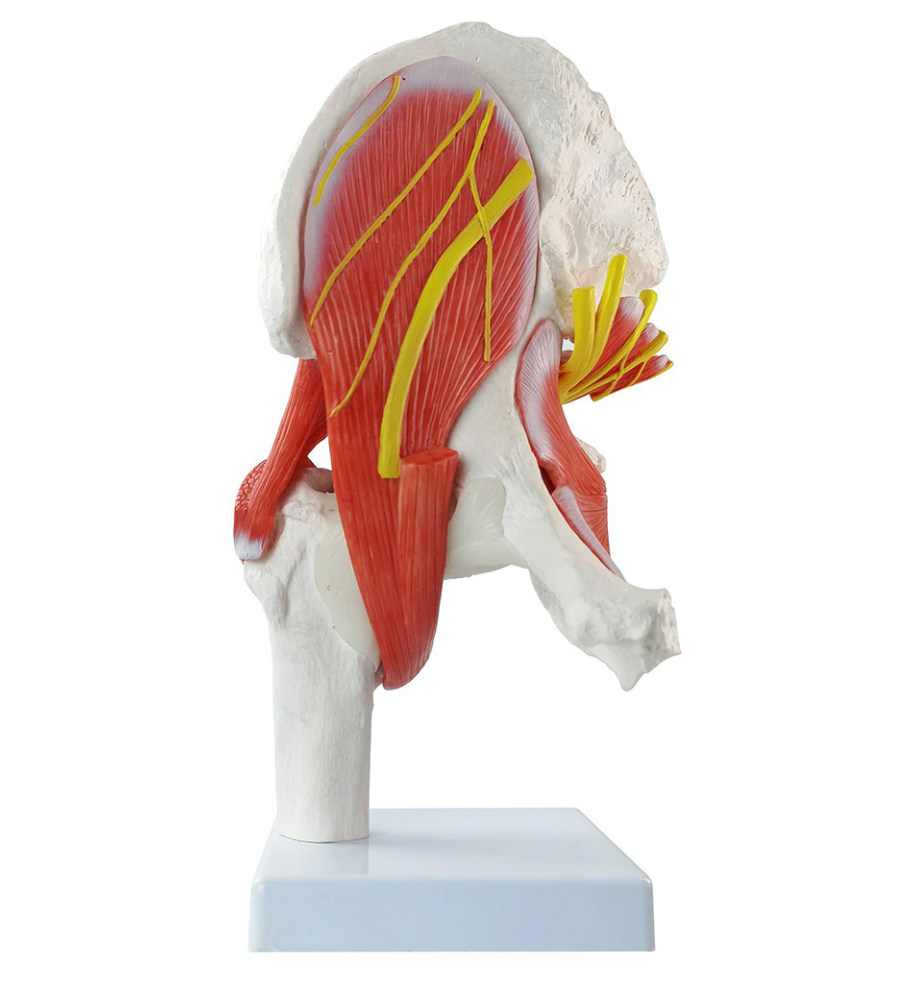 Anatomical model of a life-size hip joint, with muscles