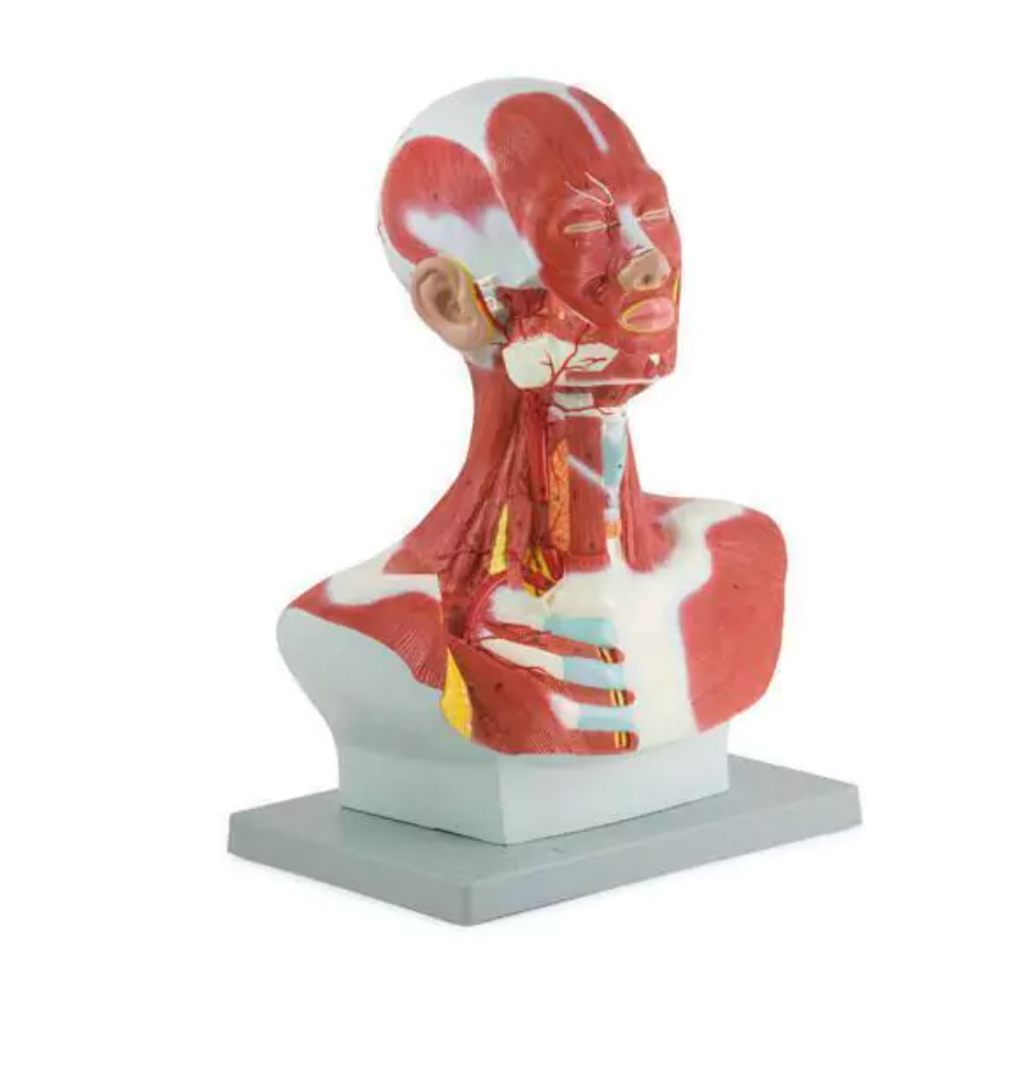 Anatomical Model of Head and Neck Musculature
